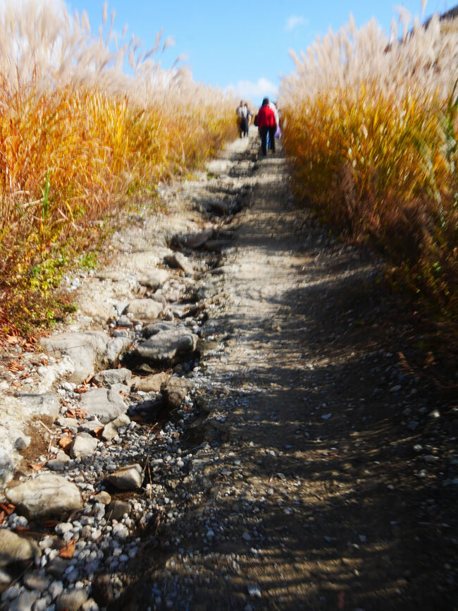 ブレちゃったけど、道はこんな感じの凸凹ありの砂利道です。<br />途中から緩やかな起伏がありました。<br /><br />足腰に不安がある方だと長く歩くのは心配があるかもしれません。<br />不安な場合はあまり距離を歩かずに、入り口あたりを見るだけでも十分、楽しめると思います。
