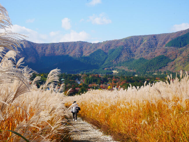 光を浴びるススキとチラホラ見える紅葉した木、その向こうの山、いい景色。