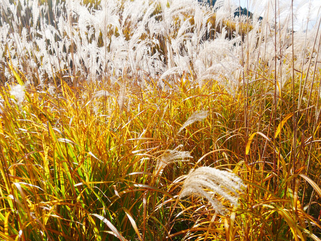 イメージよりすすき草原が明るい印象なのは、ちょうど太陽に照らされる時間だったことと、葉っぱが明るい緑・黄色だったことがその理由なんじゃないでしょうか。