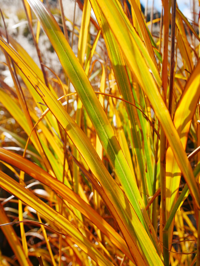 ススキの黄葉もきれいなんですね。