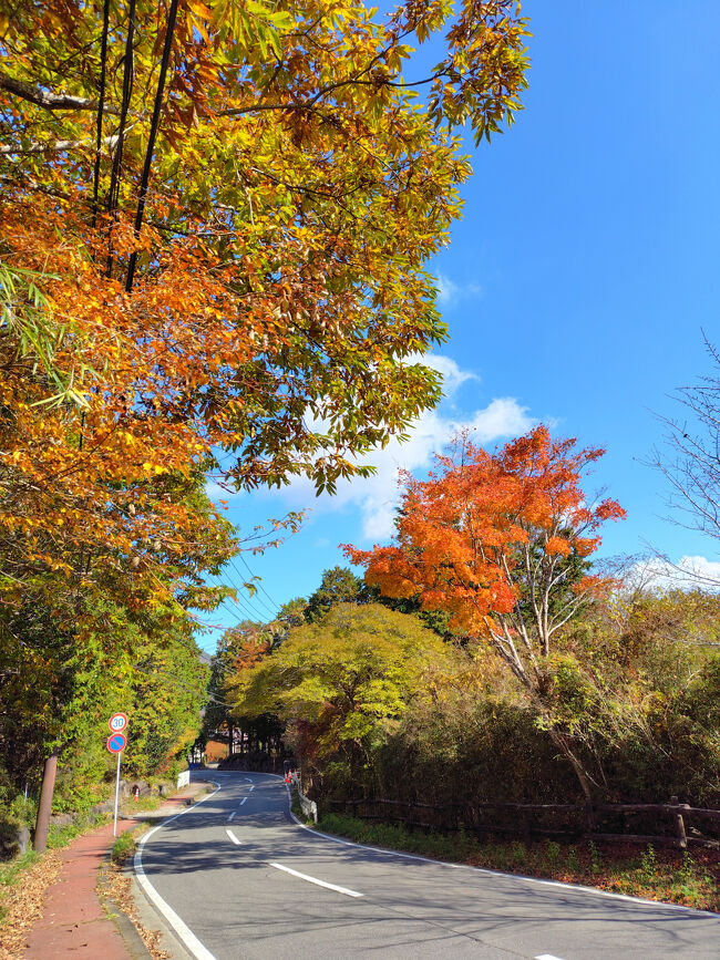 道端の木もきれいに色づいています。<br />今年は久しぶりに紅葉がきれいな年？<br />夏の終わりに枯れて散っちゃうことが多い桜の葉が紅く紅葉してたり、家の近所でも色づきを楽しめました。