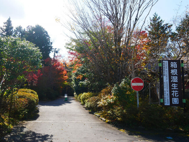 すすき草原から歩いて箱根湿生花園に来ました。<br />あちらは人がたくさんいたのにここは全然人がいません。