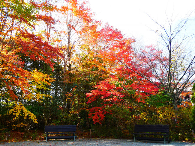 とりあえず、ベンチに座っておやつ食べよう。<br />紅葉がちょうど見頃！