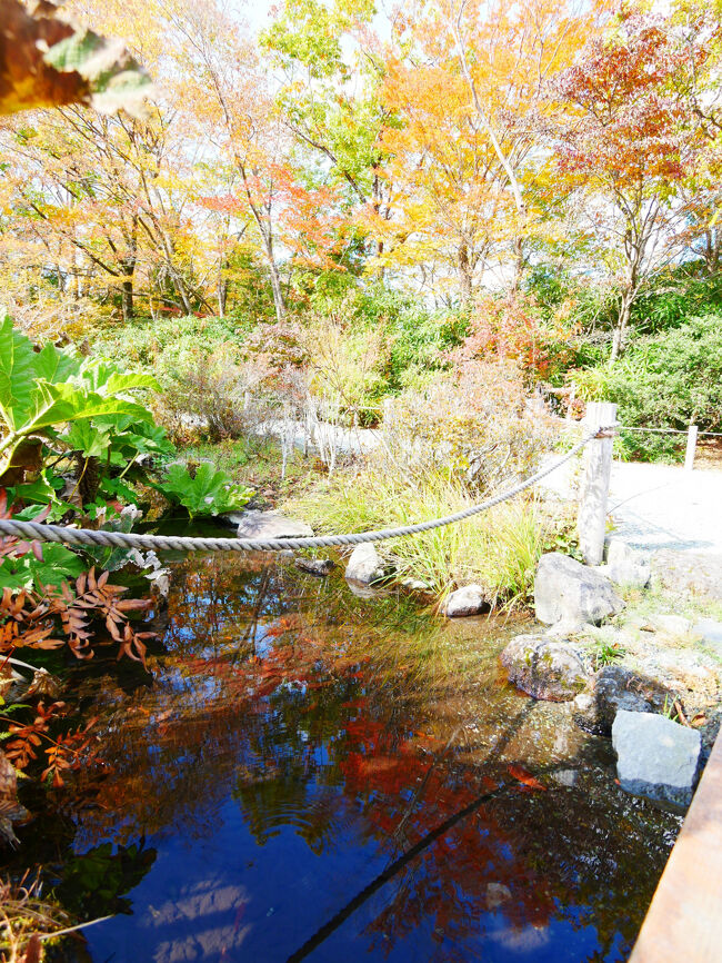こちらの水面には…