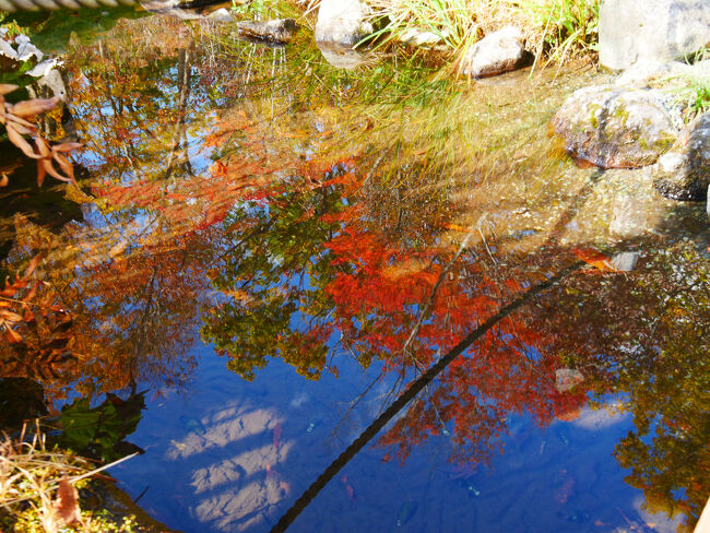 赤い木々と真っ青な空が映っていました。