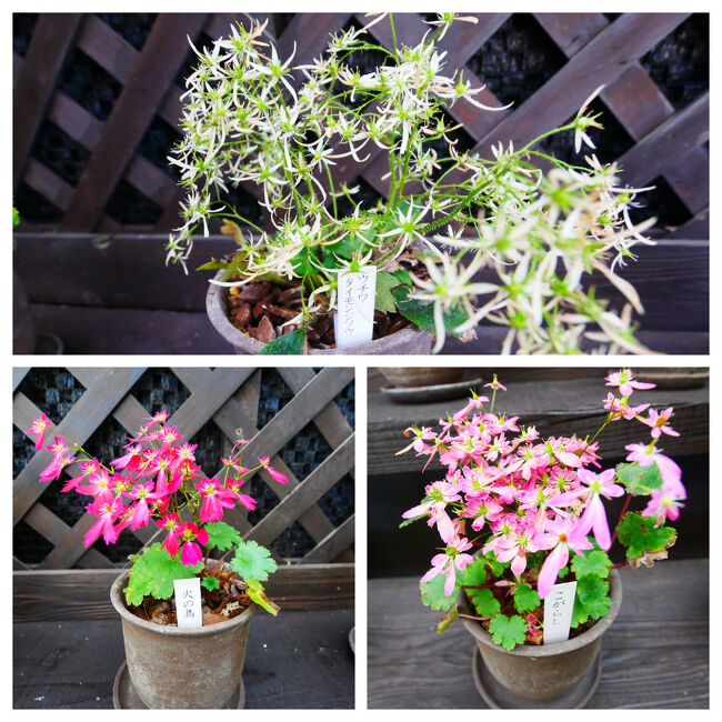 鉢植えのダイモンジソウも。<br />園芸品種？山で見るのとちょっと違う気がする。