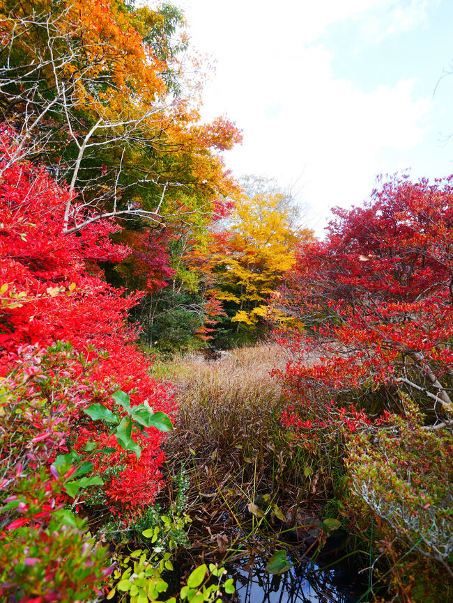 赤や黄色の紅葉。