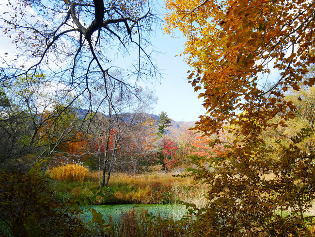 園内を一周します。<br />雑木林、小さな池、湿地帯などいろいろなエリアがあってそれぞれの植生を観察できるようです。