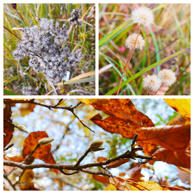 秋の終わりでお花はあんまり咲いていないけど、花の枯れた後や木の冬芽を見て回るのも楽しい。