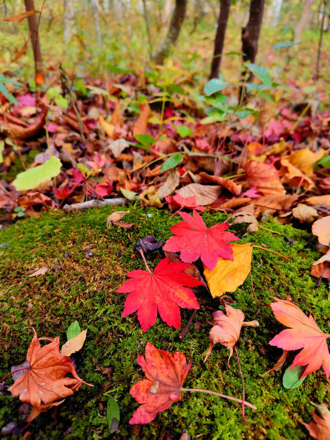 真っ赤な落ち葉も。
