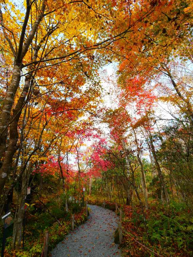 人が少なくてのんびり散策できます。<br />湿生花園、私好みのいい所を見つけたんじゃない？