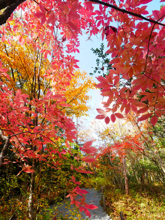 この木がとてもきれいでした。