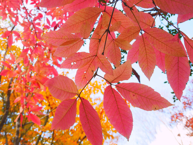 紅葉って赤や黄色のものですが、この葉っぱはピンク色。