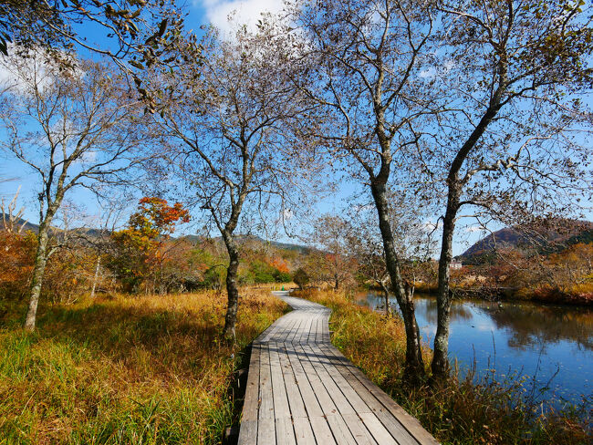 こんな木道も。