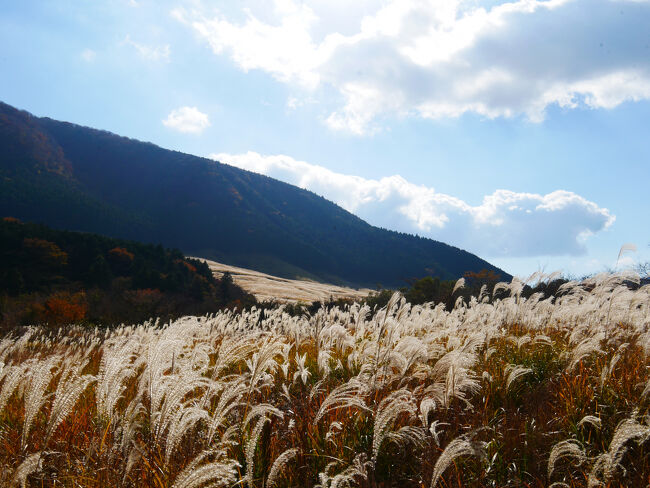 向こうに見えるのがさっきいた仙石原のすすき草原です。