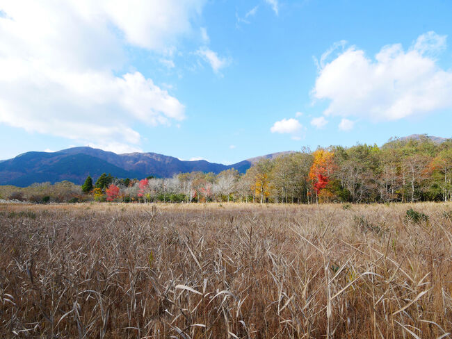 冬枯れの湿地。