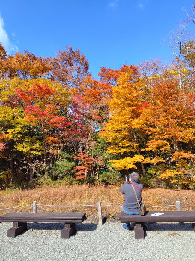 一周しましたが、入り口近くの紅葉が一番見事でした。