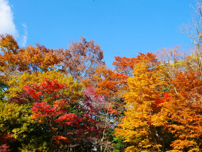 青空に映えます。