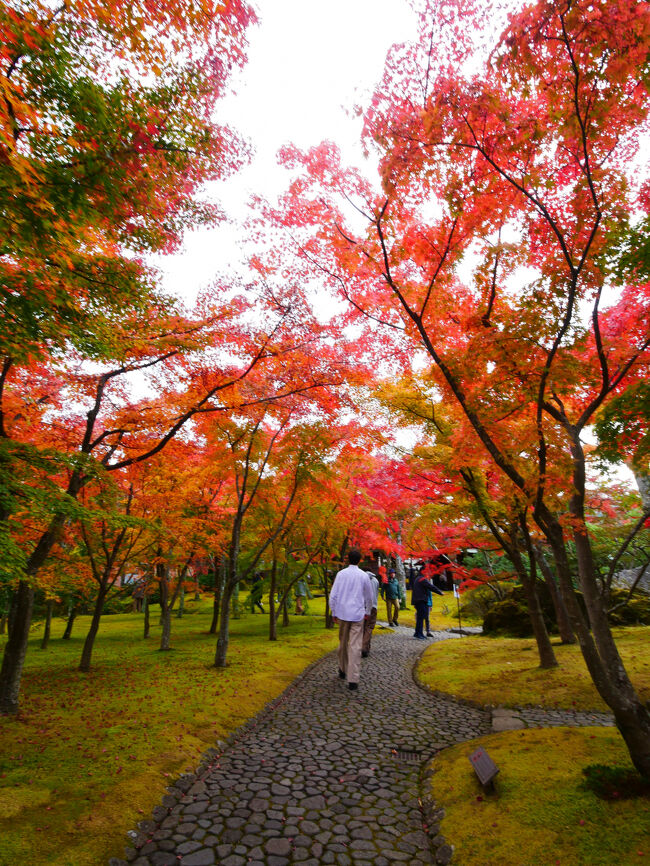 15時前に到着しました。<br />そんなに混んでいなくて、のんびりマイペースでもみじの紅葉散策。<br />大涌谷よりこっち来ることにして正解だった気がする♪
