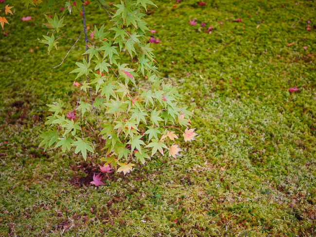 まだ青い葉もありました。