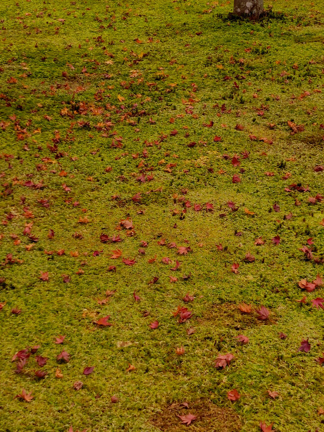 落ち葉はそんなになかったので、もう1週間先、落ち葉が積もる頃もまた見応えあるかもしれません。