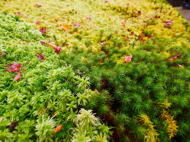 いろいろな苔が生えています。