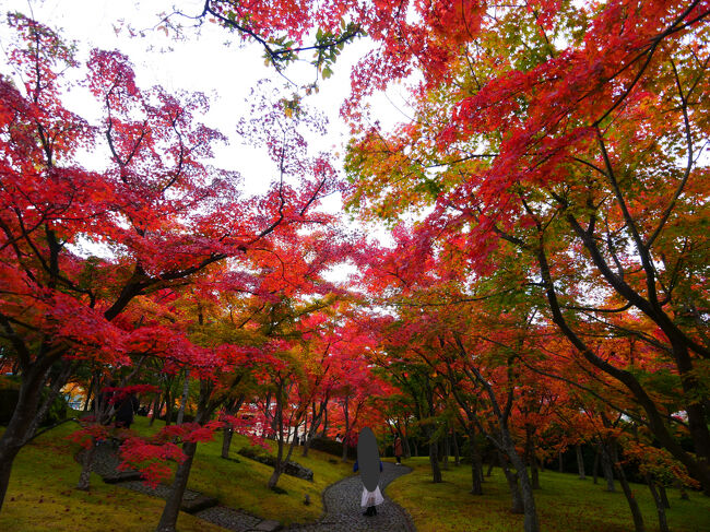 残念なことに空が曇ってしまいました。<br />夕日のもみじ林を見れたらきれいだろうなと期待してたのに。