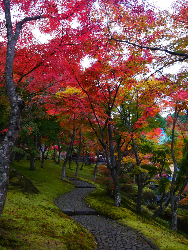 開館時刻は16時半までだったと思うので、もみじ林のエリアをもう1周しようかな。