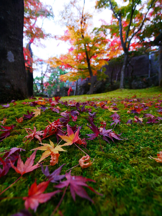 苔の上の落ち葉たち。