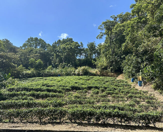 烏龍茶？畑を発見