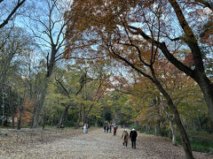 　糺の森も時期的には遅い感じでした。こうしてみると11月後半から一気に秋が進んだことが分かります。春の桜も見頃期間が短いですが、紅葉もそうなんですね。美しさはあっという間ですが、繰り返されることに意味があるのでしょう。
　次回は11月末を目指します。