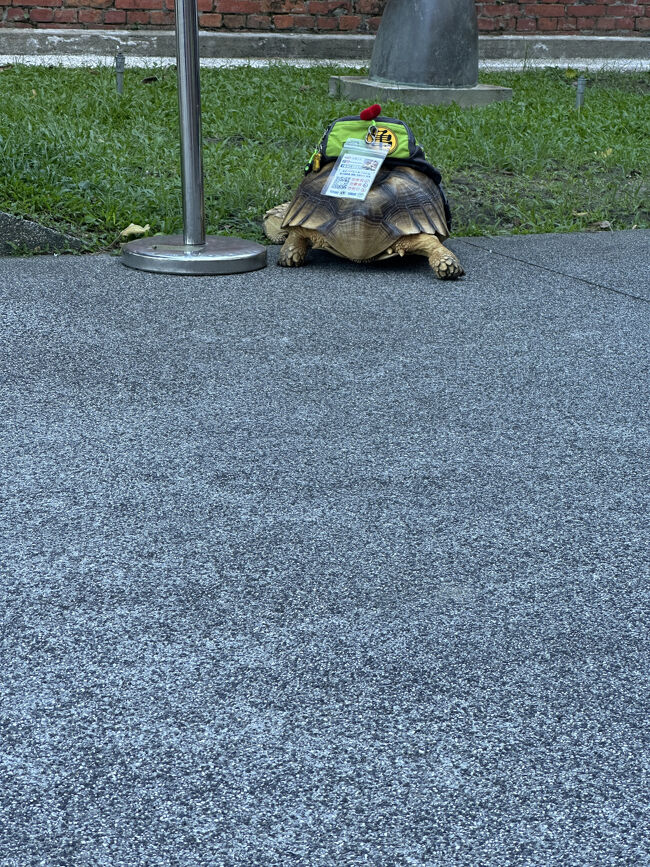 カメの散歩に遭遇。<br />背中にポーチを背負っています。