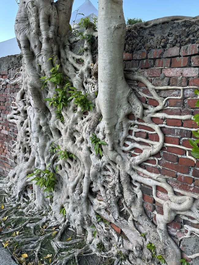 この木の写真を撮っている人が多かったので、自分も撮ってみた。<br />