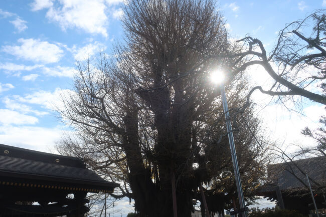 千葉寺創建時に植栽されたと伝えられ、樹齢は約1300年と推定されるおお公孫樹(いちょう)<br />