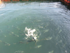 体験学習館　マーレリッコ・・・安戸池そばの　漁業体験施設

日本でのハマチ養殖発祥の地　安戸池

その歴史と漁業体験通じて　ハマチ養殖について　学ぶ施設

入館料　100円

今回　イケスにて　ハマチのエサやり体験（200円）　

エサに群がるハマチの　ダイナミックな動きが　迫力満点な楽しさ

鯛釣り体験（800円）もでき　隣のワーサン亭はお食事処

安戸池自体が　フォトスポット

穏やかにのんびり　気ままな時間　楽しみました