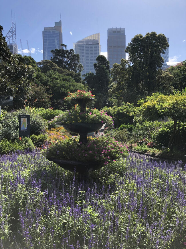 高層ビル群と花壇。<br /><br />園内には豪州各地や世界中から採取されて珍しい植物が配置されていますがここでは豪州原住民のアボリジナルの人が食べるMulberryと言う紫色の実がなる木が有ります。<br /><br />収穫期の12月になると知ってる人は摘まんで食べています。わざわざ採取に来る人もいるとか・・・<br /><br />甘酸っぱいブルーベリーのような味です。ちなみにオーストラリアではスーパーマーケットでも販売しています。