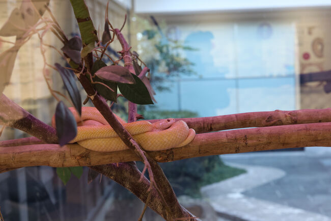 わずかに赤みを帯びた、真っ白な蛇が出迎えてくれました。<br /><br />江戸時代からこの街には、シロヘビを見たという伝承が多く残っているそうです。<br />これがいきなり草むらから現れたら…そりゃあ神様の使いと思うでしょうね。