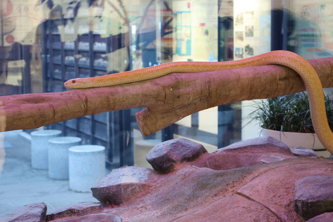 こちらのシロヘビ、亜種とか固有種という訳ではなく、いわゆるアルビノ…メラニン色素を作る遺伝子が欠けた個体だそうです。<br /><br />なぜか岩国では、アルビノになるアオダイショウの割合が、他の街より多いらしい。<br />ただ、今ではヘビが暮らせる田んぼや水路が減ったため、こうして保護しているんだとか。