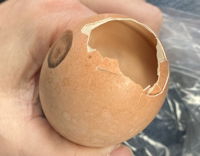 【硬っ！】<br />伽藍岳の強酸性の噴気で20時間も蒸してるから卵の殻が柔らかくなってるかと思いきや、むしろいつも食べてる卵より硬いくらい。栄養状態の良い鶏が産む卵は殻がしっかりしてるのよね。<br />割ってみると空洞が広い。気室が広くなってました。<br />そして白身と卵殻膜の間にも隙間ができてるらしく、殻がスルスル剥ける！