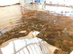 渚の駅たてやまには小さな水族館もありました．