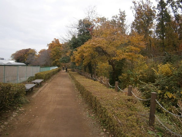 平林寺裏を、野火止用水に沿って作られているのが野火止緑道です。<br />地元民の良き散歩コースです。<br /><br />