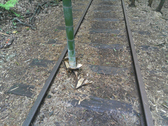 この駅のウリは，線路の間から伸びたタケだそうです．