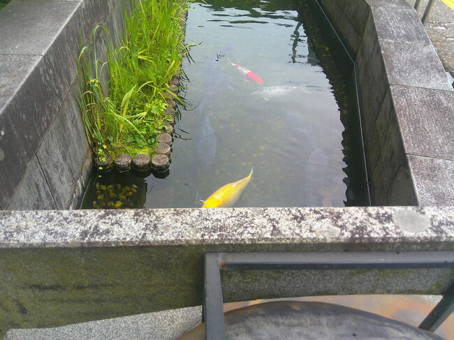 用水路には鯉も泳いでいました．