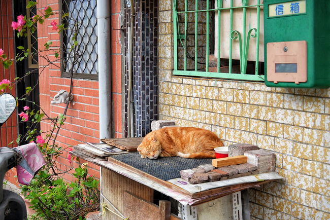 散策しまーす<br /><br />ねこ発見！