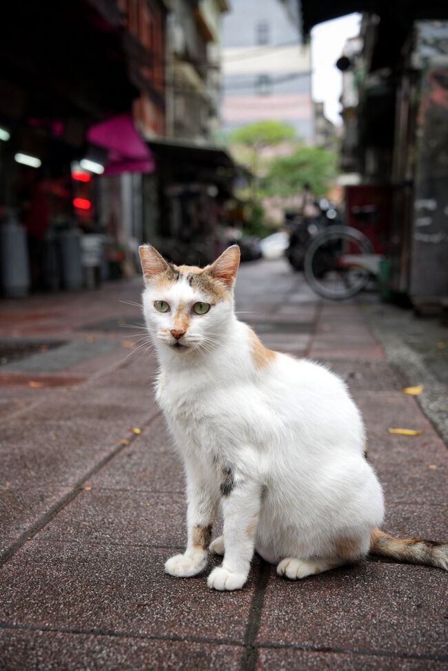 またねこ発見！<br />ポーズとってくれたよー