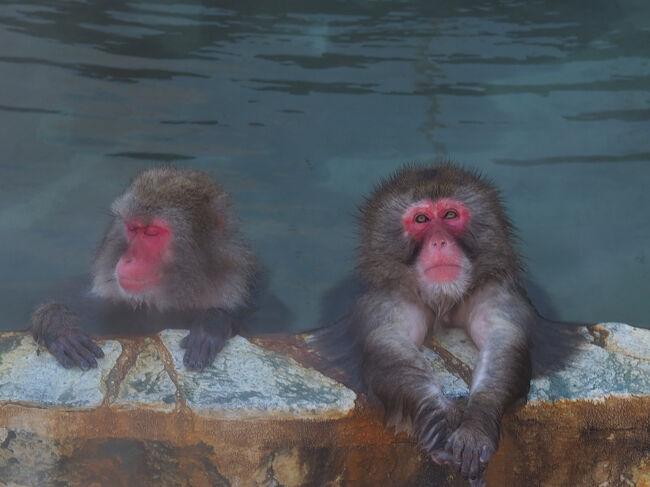 ■□■□■12/12(金)３日目<br />□■□■□函館市熱帯植物園<br />■□■□■サル山・温泉