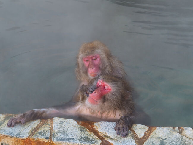 ■□■□■12/12(金)３日目<br />□■□■□函館市熱帯植物園<br />■□■□■サル山・温泉