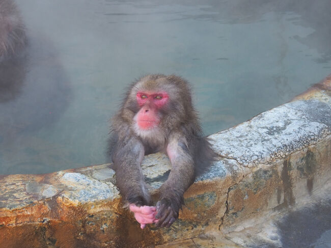 ■□■□■12/12(金)３日目<br />□■□■□函館市熱帯植物園<br />■□■□■サル山・温泉