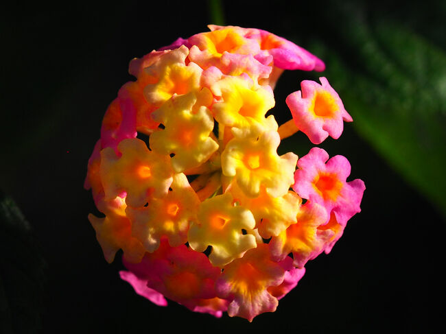 ■□■□■12/12(金)３日目<br />□■□■□函館市熱帯植物園<br />■□■□■温室