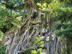 中間ガジュマル
大きくて立派だった。
キジムナー（沖縄の妖怪）が住んでいそうと思ったけれど屋久島はげじべえさんかな？